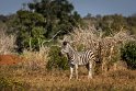 092 Kruger National Park, zebra